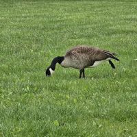 Scioto Audubon Dog Park ico