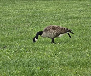 Scioto Audubon Dog Park