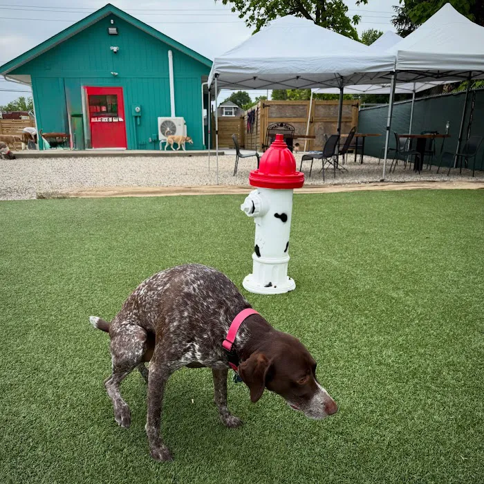 Bumble's Backyard 9