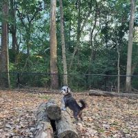 Schneider Dog Park ico
