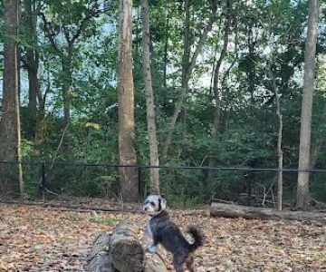 Schneider Dog Park
