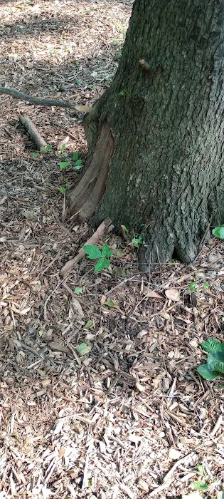 Schneider Dog Park 8