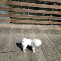 Three Creeks Park Dog Park ico