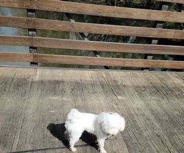 Three Creeks Park Dog Park