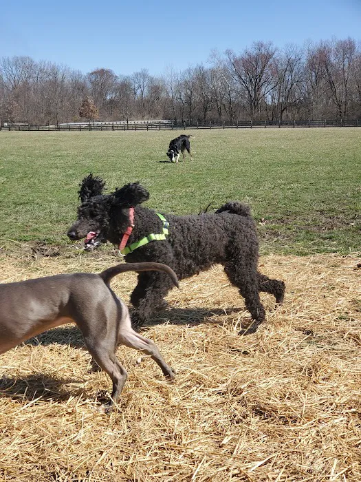 Three Creeks Park Dog Park 5