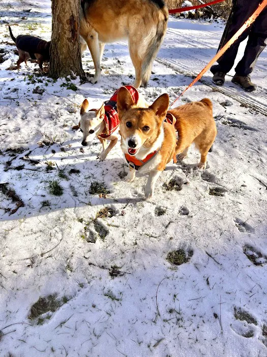 Three Creeks Park Dog Park 6