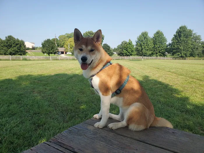 Three Creeks Park Dog Park 7