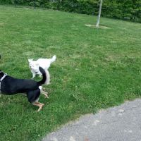 Spindler Dog Park ico
