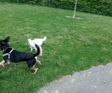 Spindler Dog Park