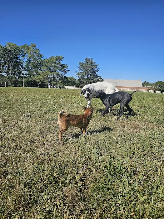 Brooksedge Park Bark Park 2