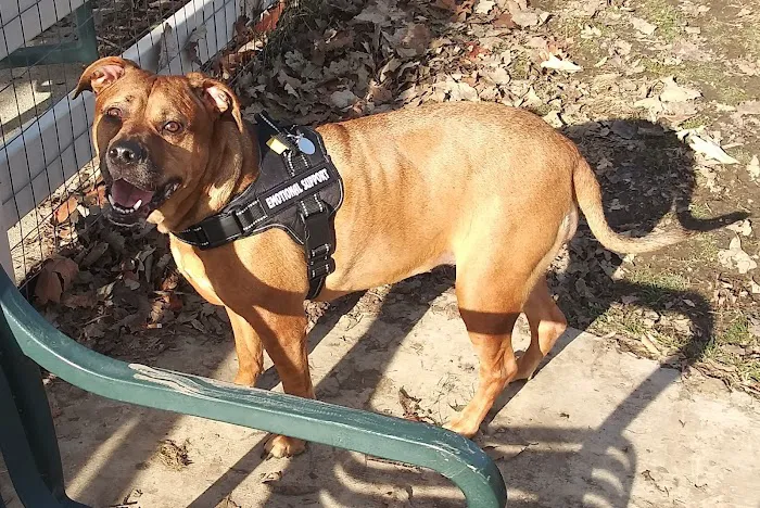 Brooksedge Park Bark Park 6
