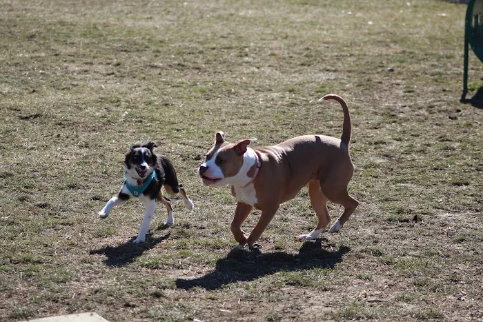 Brooksedge Park Bark Park 10
