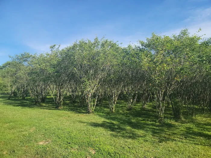 Walnut Woods Dog Park 9