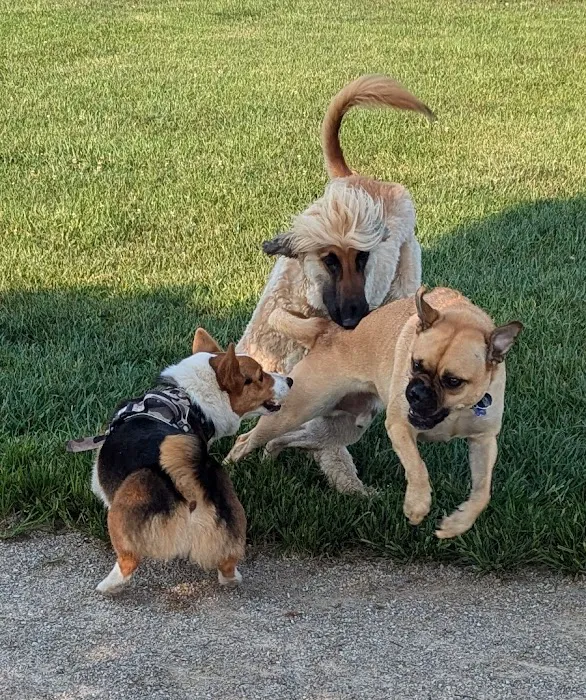 Walnut Woods Dog Park 5