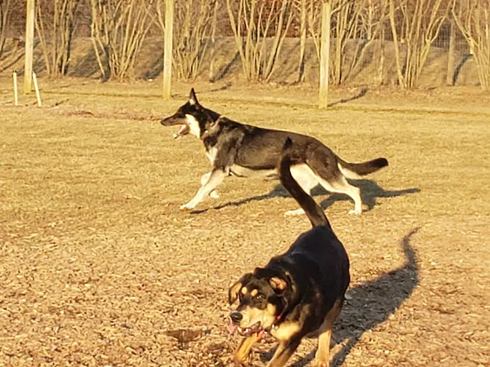 Walnut Woods Dog Park 4