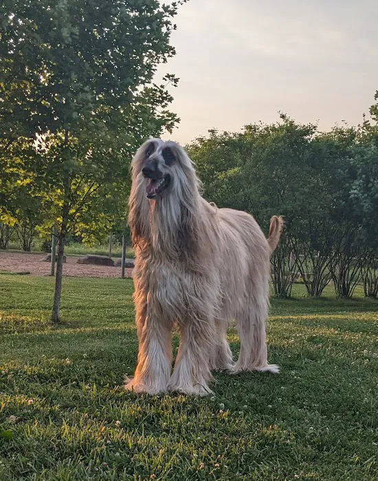 Walnut Woods Dog Park 6