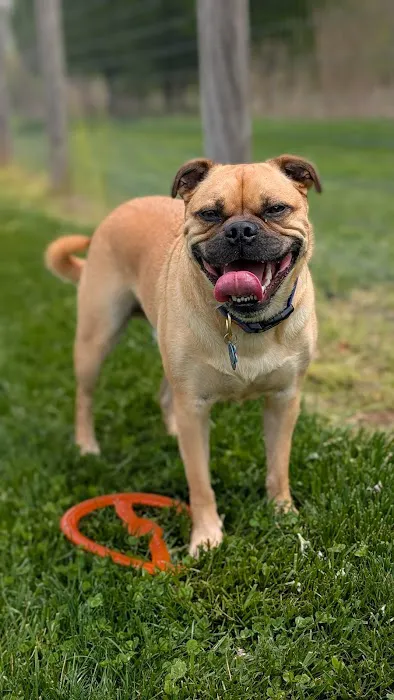 Walnut Woods Dog Park 3