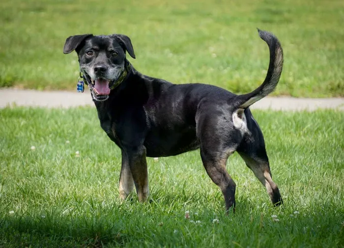 Darree Fields Dog Park 5