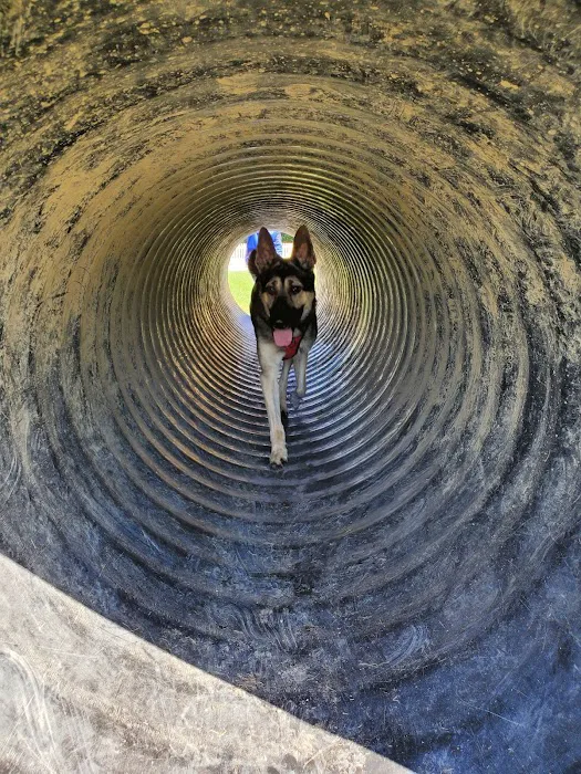 Darree Fields Dog Park 10