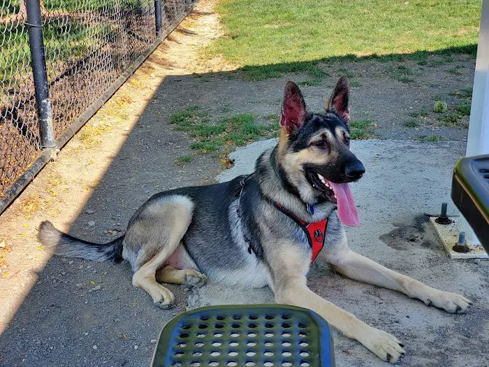 Darree Fields Dog Park 6