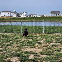 Bark Park ico
