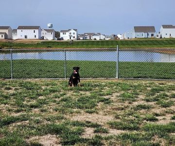 Bark Park