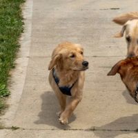Rocky Fork Dog Park ico