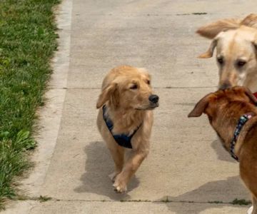Rocky Fork Dog Park
