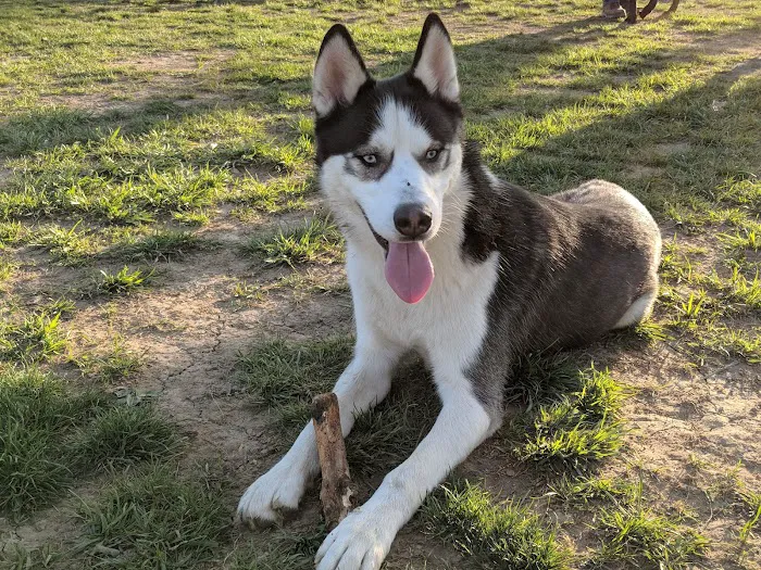 Friends of Alum Creek Dog Park 9
