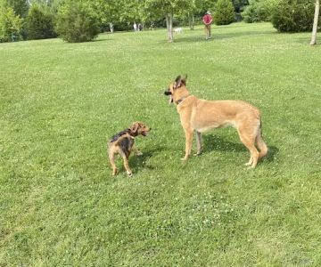 Delaware City Dog Park
