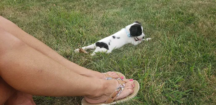 Delaware City Dog Park 3