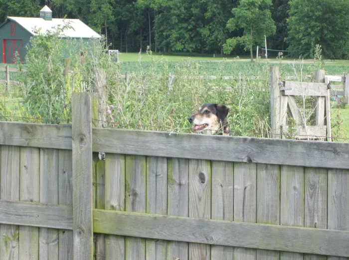 Mutt's Paradise AmuseMutt Park & Dog Training Center 5