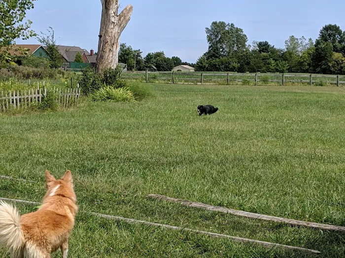 Mutt's Paradise AmuseMutt Park & Dog Training Center 7