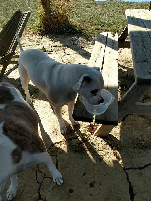 Mutt's Paradise AmuseMutt Park & Dog Training Center 2
