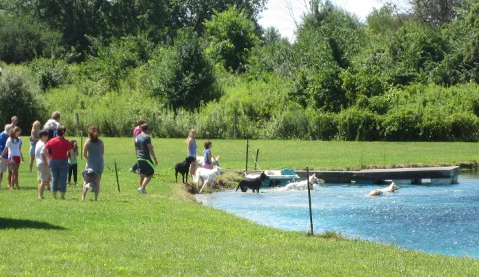 Mutt's Paradise AmuseMutt Park & Dog Training Center 3