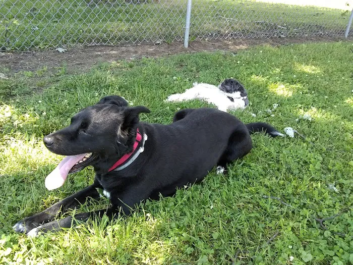 Kaufman Dog Park 9