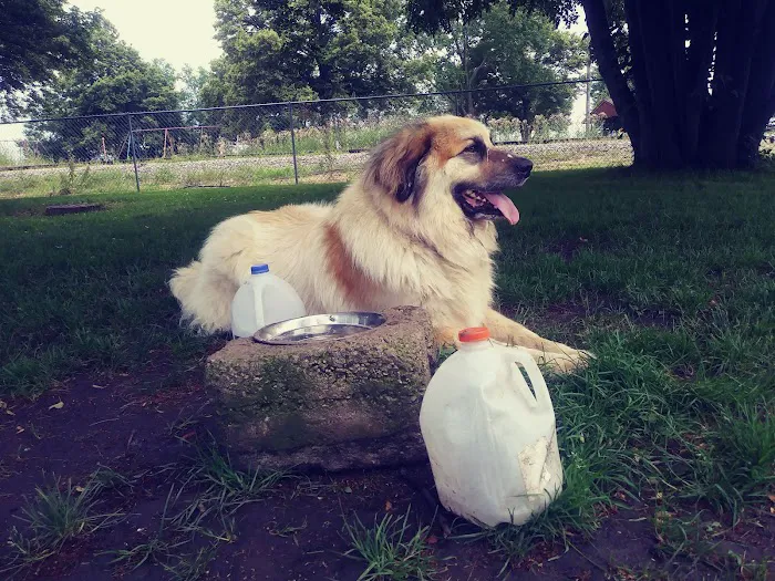 Kaufman Dog Park 10