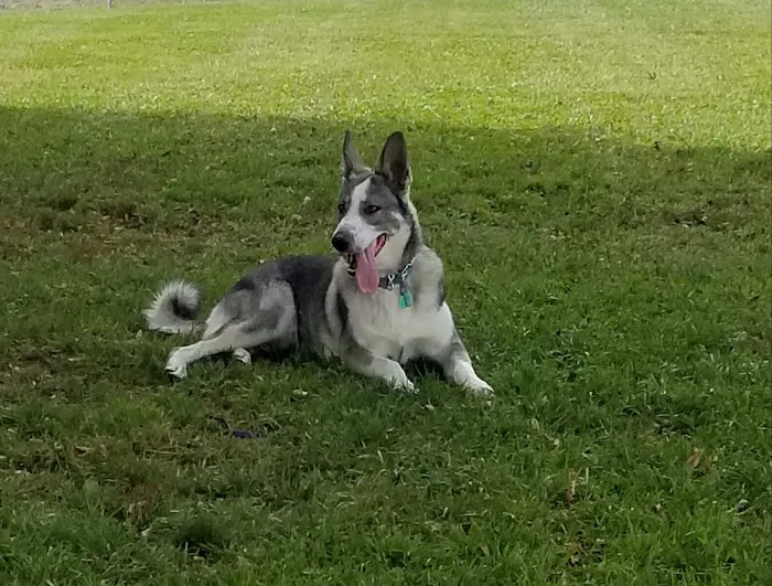 Kaufman Dog Park 4