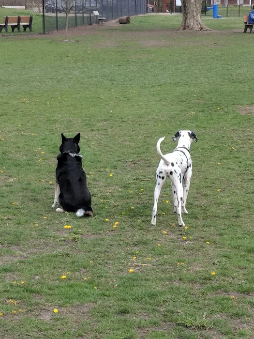 Central Bark Dog Park 2
