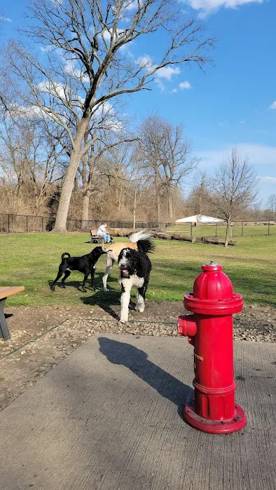 Central Bark Dog Park 5