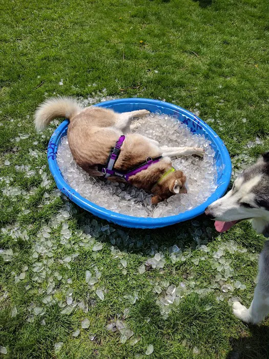 Central Bark Dog Park 10