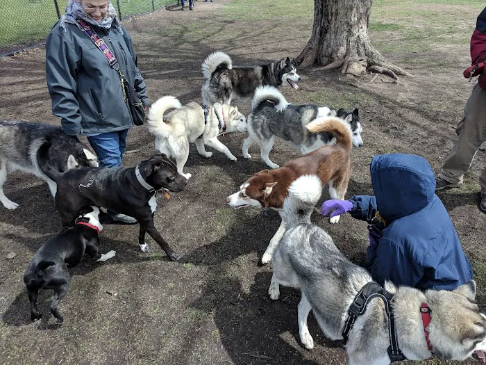 Central Bark Dog Park 6