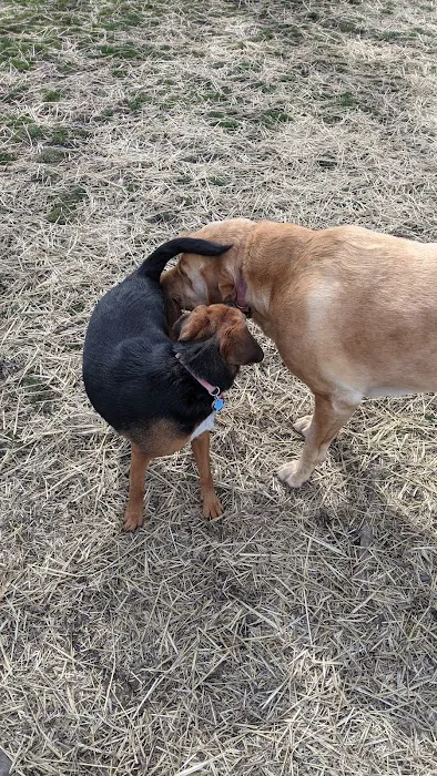 Fido's Field Dog Park 8