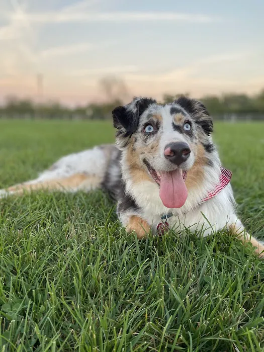Sandhill Dog Park 2
