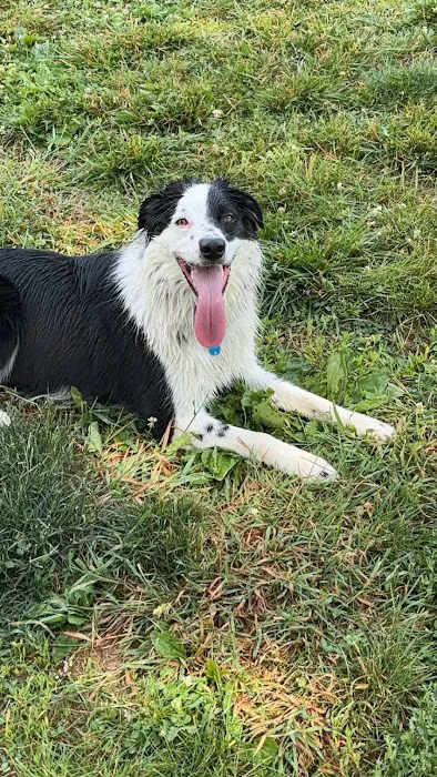 Sandhill Dog Park 3