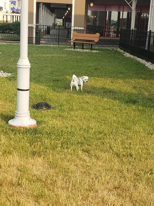 Destination Dog Park 3
