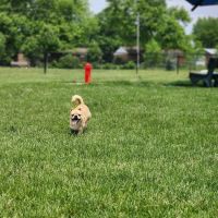 Kitty Hawk/Menlo Dog Park ico