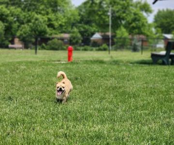 Kitty Hawk/Menlo Dog Park