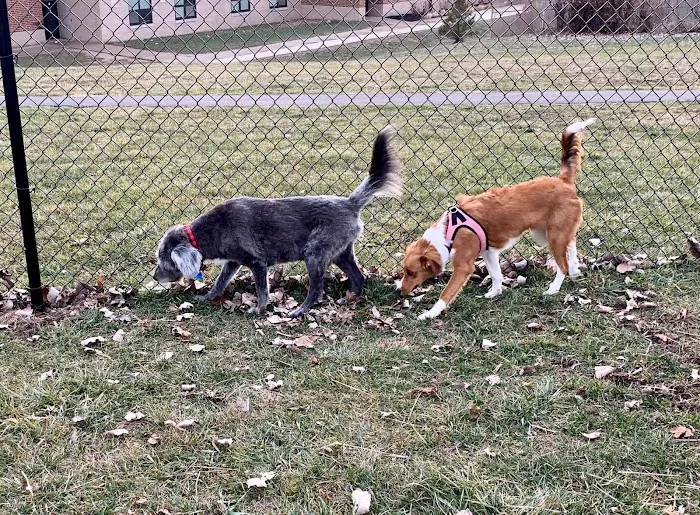 Kitty Hawk/Menlo Dog Park 4