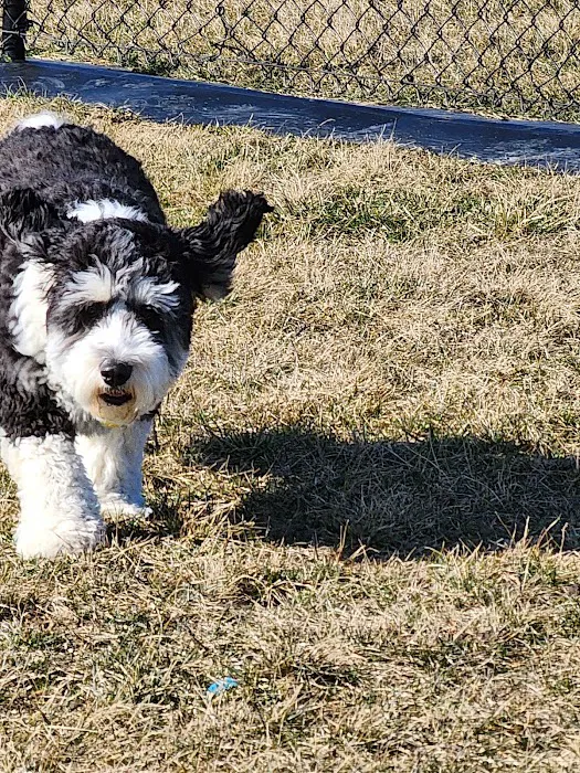 Kitty Hawk/Menlo Dog Park 7